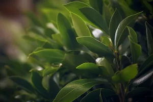 Bay Rum Fragrance Oil
