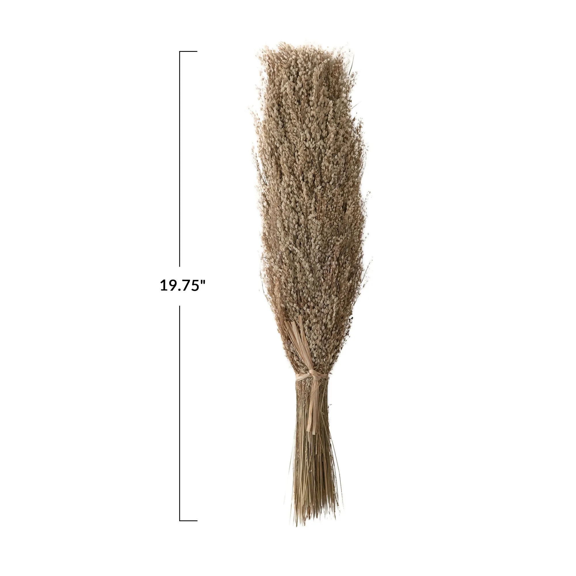 Dried Natural Star Grass