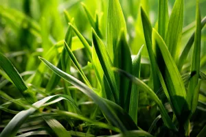 Fresh Cut Grass Fragrance Oil